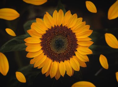 Why Making Yourself a Priority Boosts Your Productivity